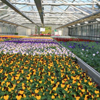 Gärtnerei Ziemons in Aachen